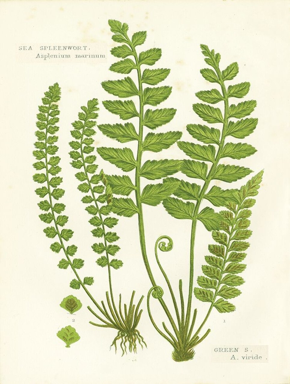 Fern II Poster Print by Gwendolyn Babbitt - Item # VARPDXBAB487